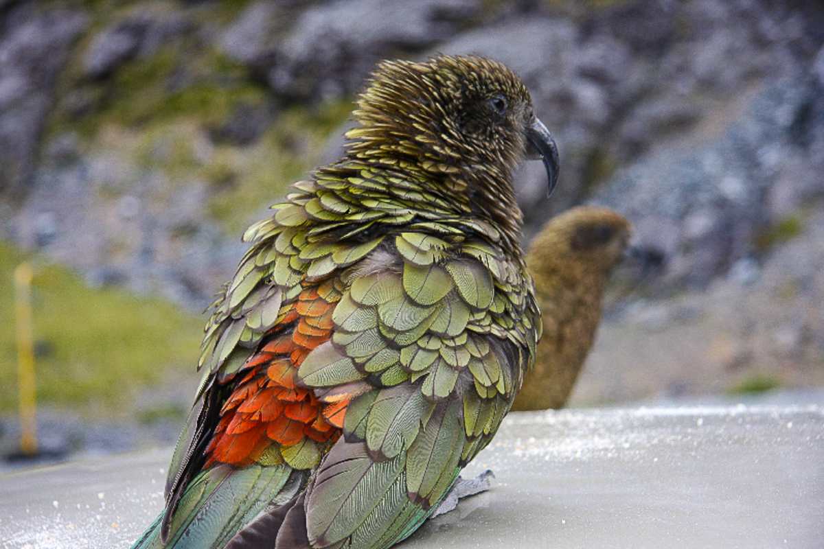 Kea Bird New Zealand