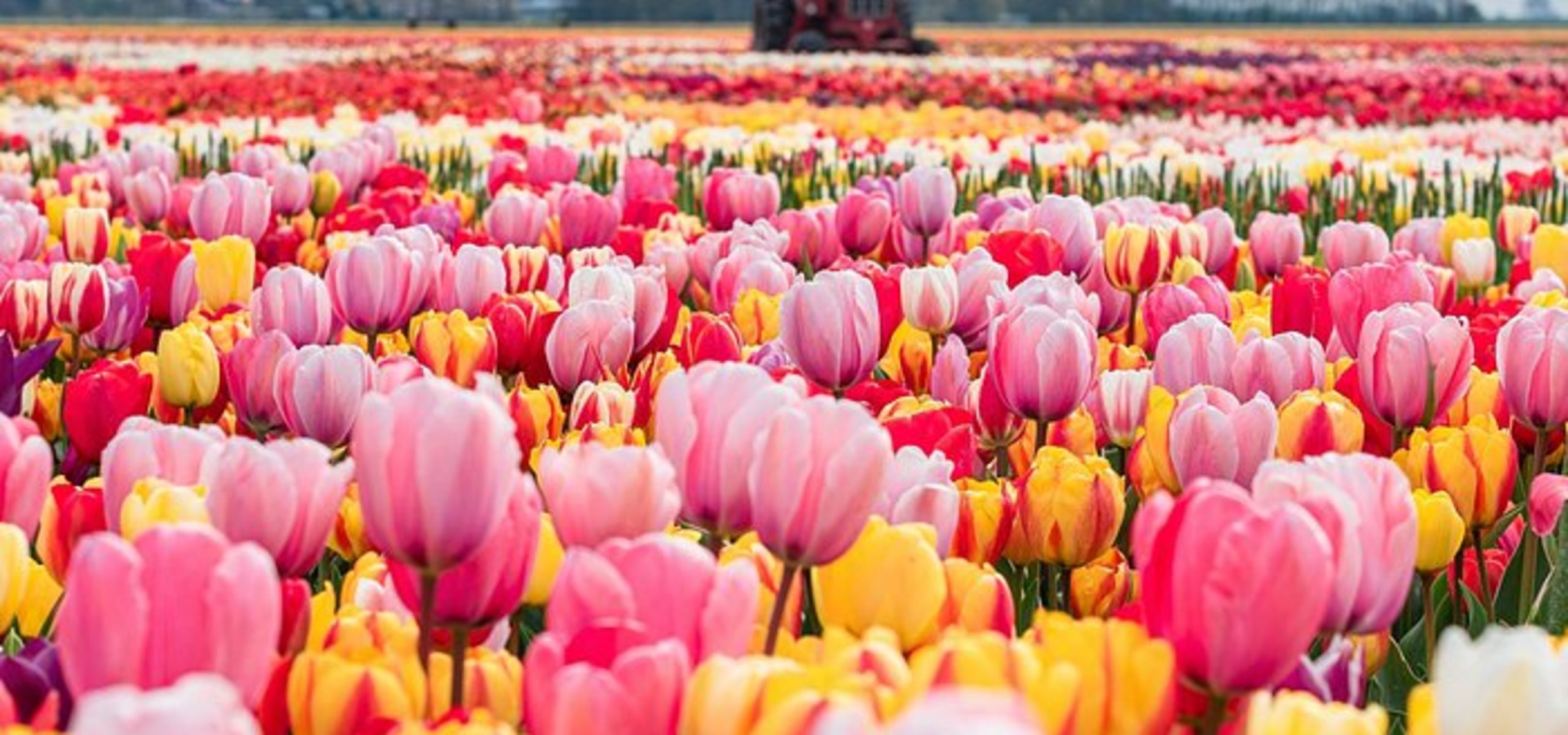 Tulips in Keukenhof Gardens