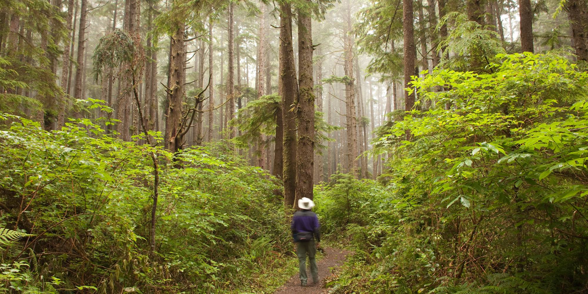 A hiker exploring the ancient forests of Olympic National Park in Washington