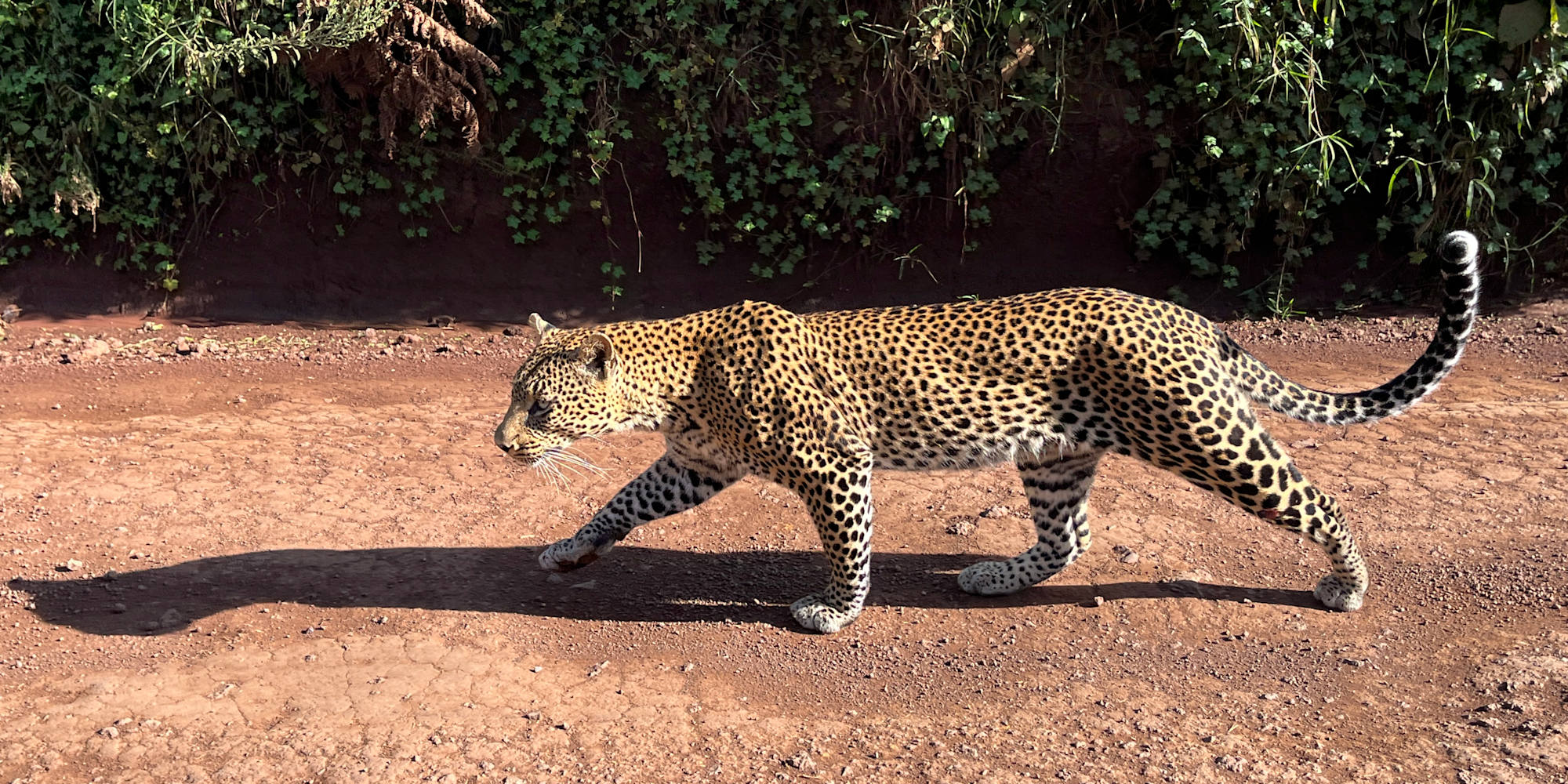 A leopard stalking in Tanzania's Serengeti National Park