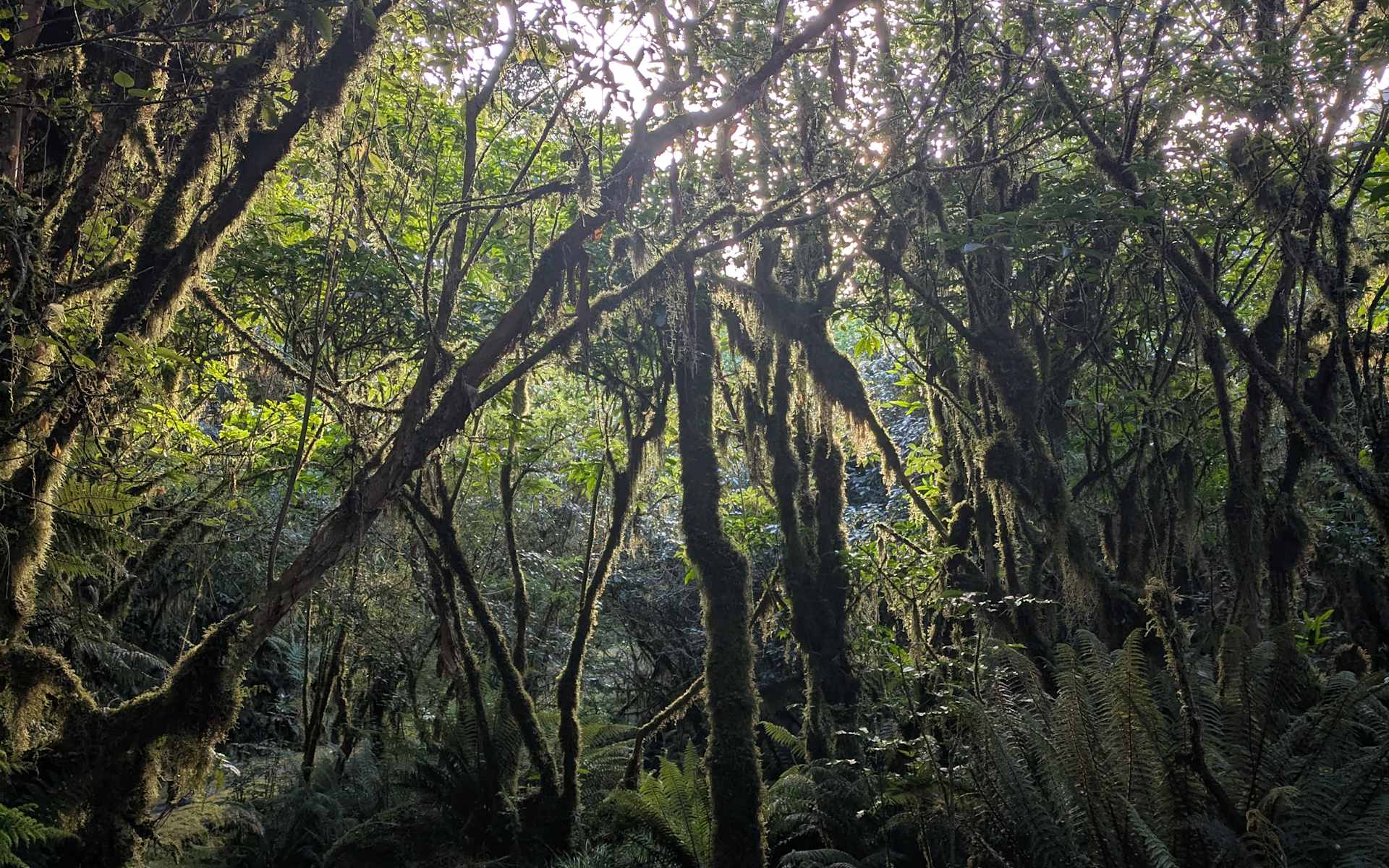 Lord of the Rings and The Hobbit forest trail near Glenorchy