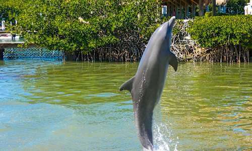 Dolphin Research Center Florida Keys