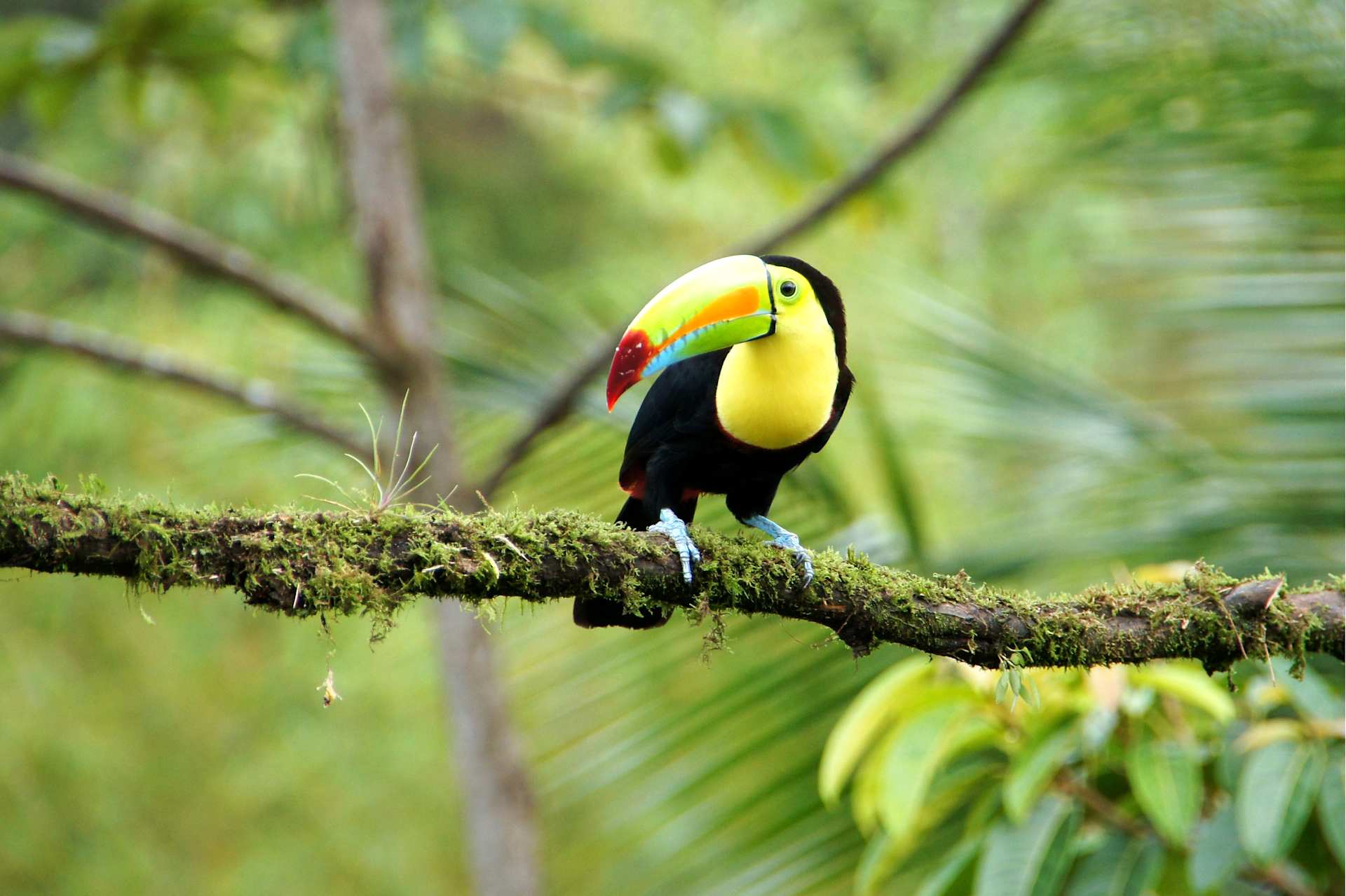 Toucan