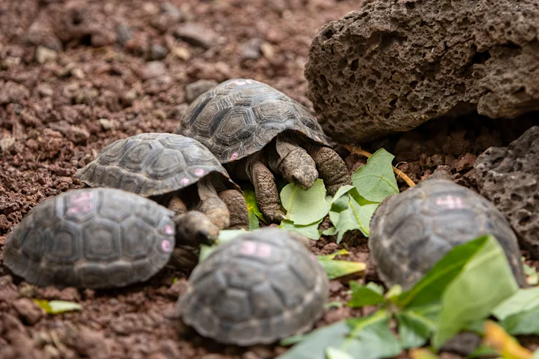Galapagos Islands Family Vacation
