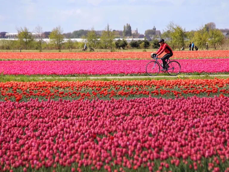 7-Day Netherlands Tulips & Windmills Captivating Bike Tour
