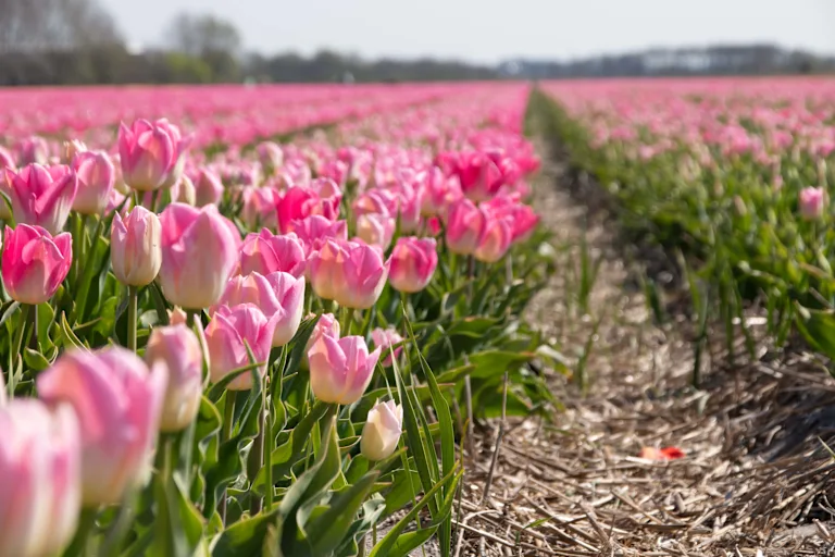 8-Day Netherlands Tulips Bike & Barge Spring Tour