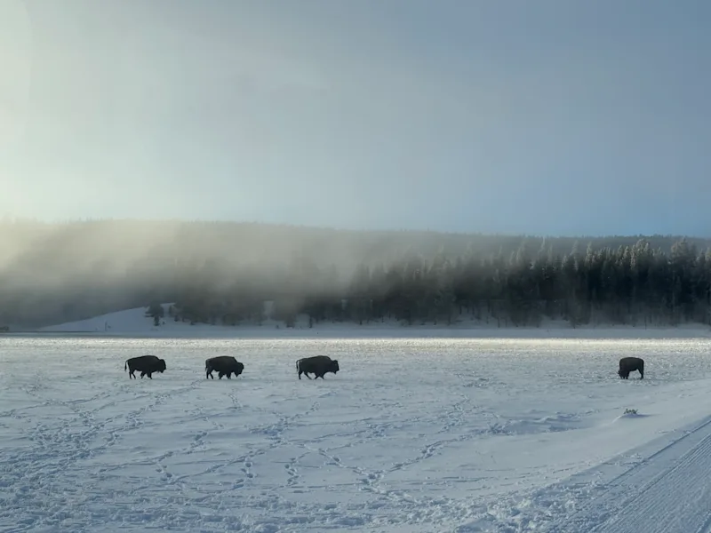 Your Yellowstone Winter Vacation Guide: What to Expect 
