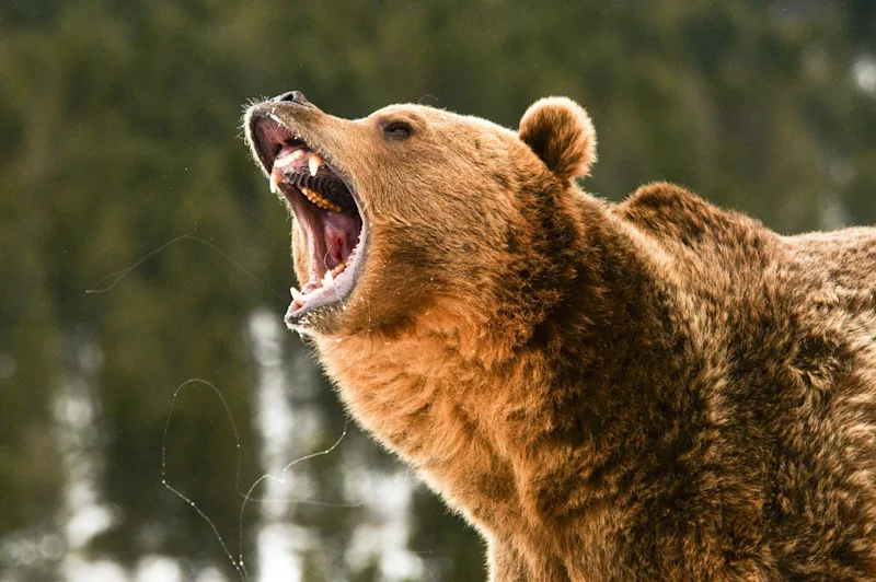 Can You Tell the Difference Between a Black Bear and a Grizzly Bear?