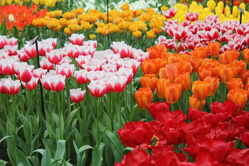 Highlights from Europe Guide Training in Holland