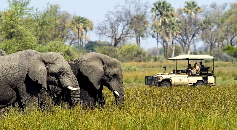 How to Plan the Perfect African Safari Vacation