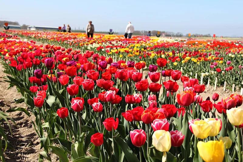 Tulips in the Netherlands | When is the Best Time to See the Fields