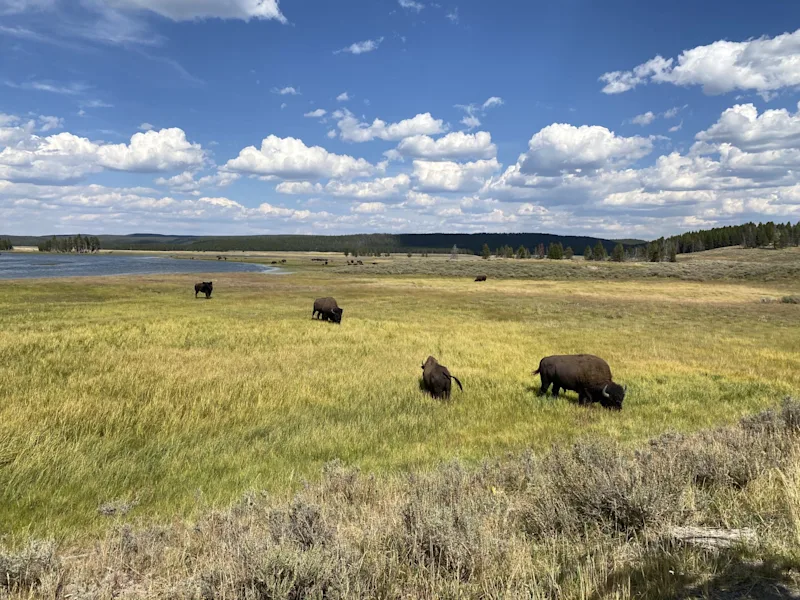 Yellowstone and Yellow Leaves: Best Fall Vacation