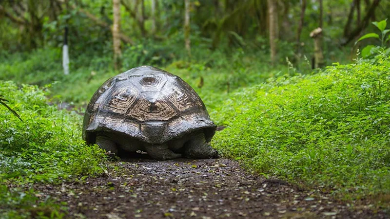 Basic Facts About the Galapagos Tortoise