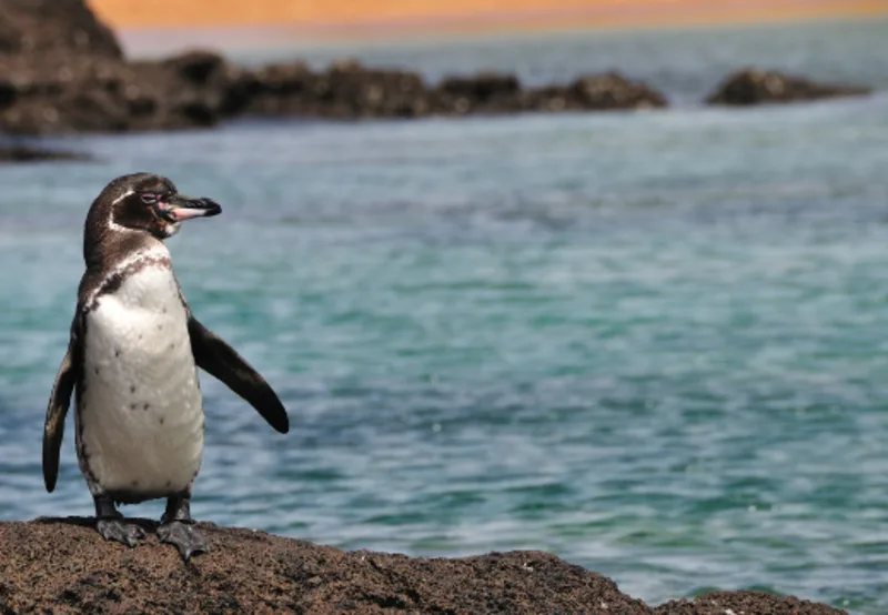 Podcast: Kit Parks Interviews Dave and Tina About their Galapagos Land and Sea Adventure