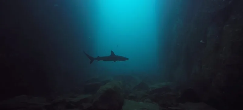 Best Scuba Diving in the Galapagos Islands