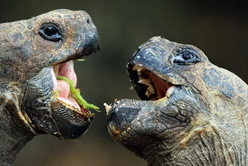 7 Fascinating Galapagos Islands Animals