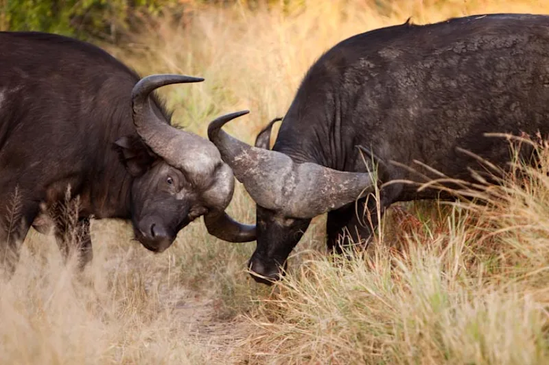 Kruger National Park