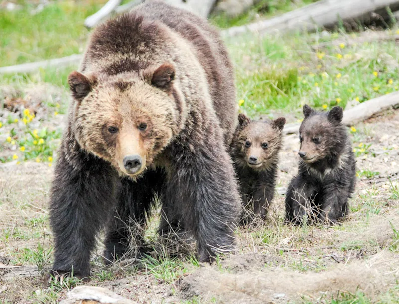 9 Best Places for Your Yellowstone Photography