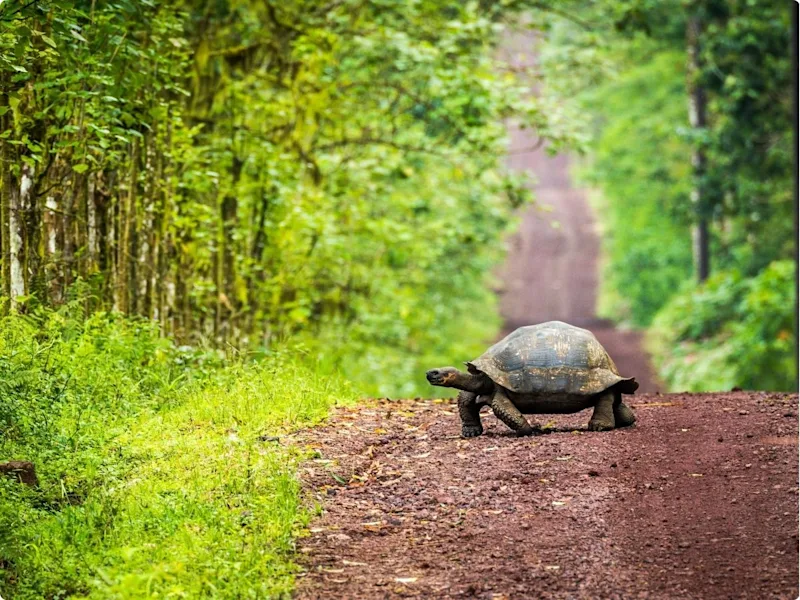 Taking Kids to the Galápagos Islands: Why Land-Based Island Hopping Works So Well for Families