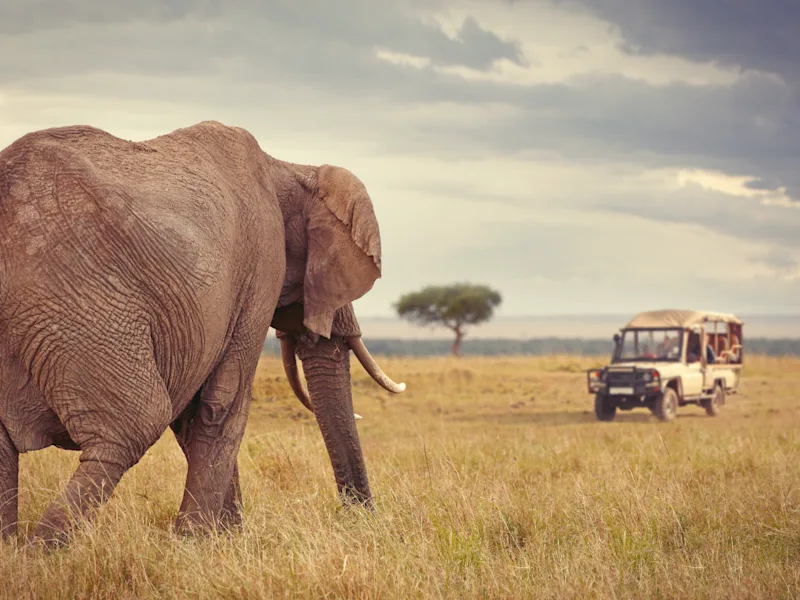 Serengeti Safari Guide: Wildlife, Seasons, and What to Expect